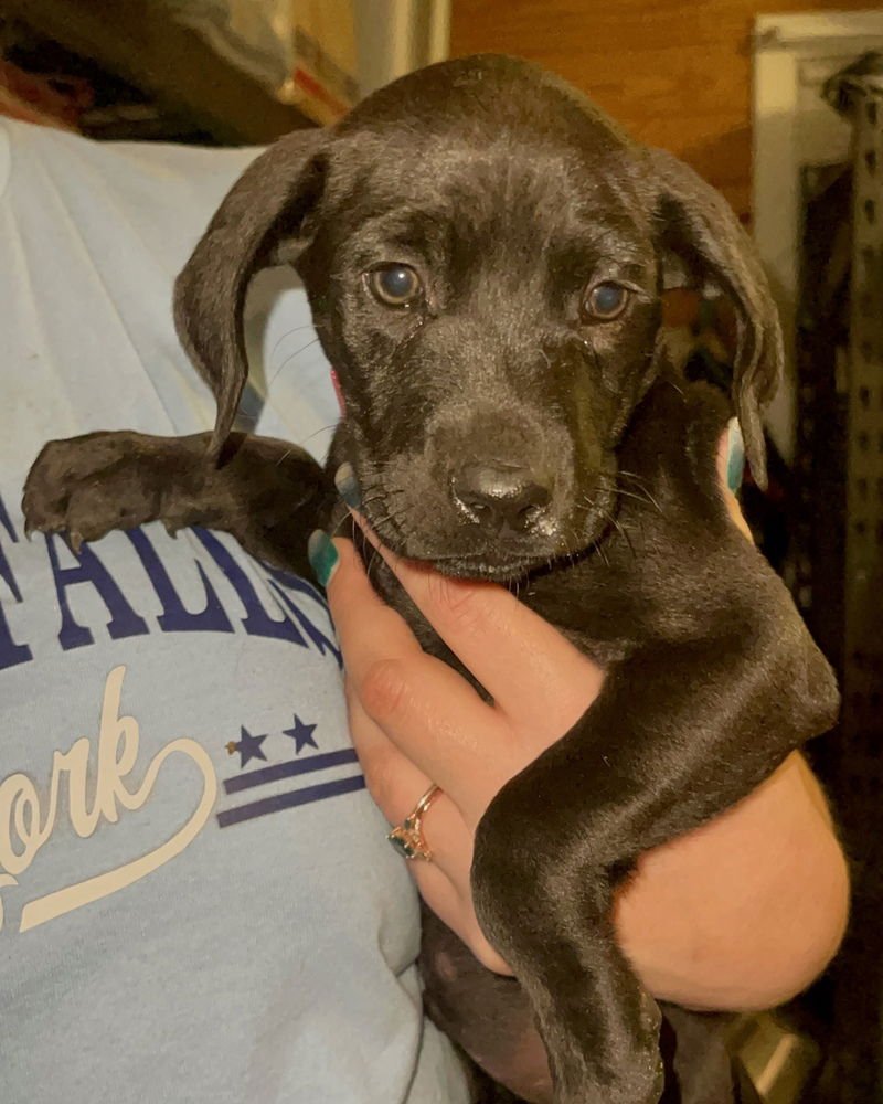 COMET (WINTER WONDERLAND LITTER) - Labrador Retriever / Hound available for adoption