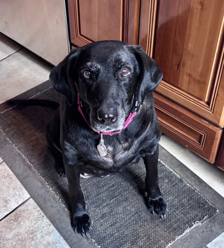 MAGGIE (SENIOR BLACK LAB) - Labrador Retriever available for adoption