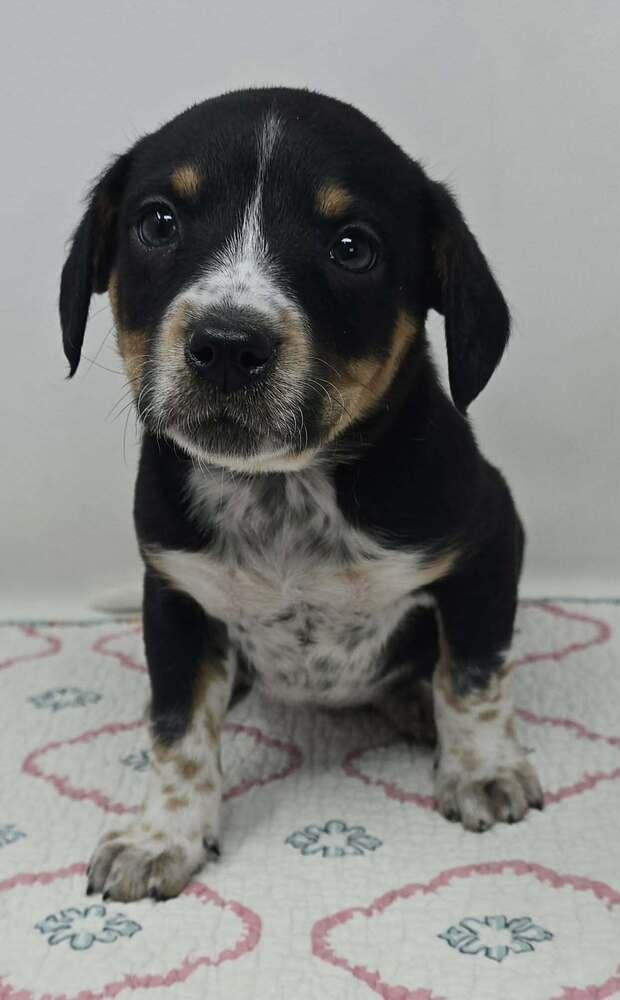 AXE (A-LITTER) - Australian Shepherd available for adoption