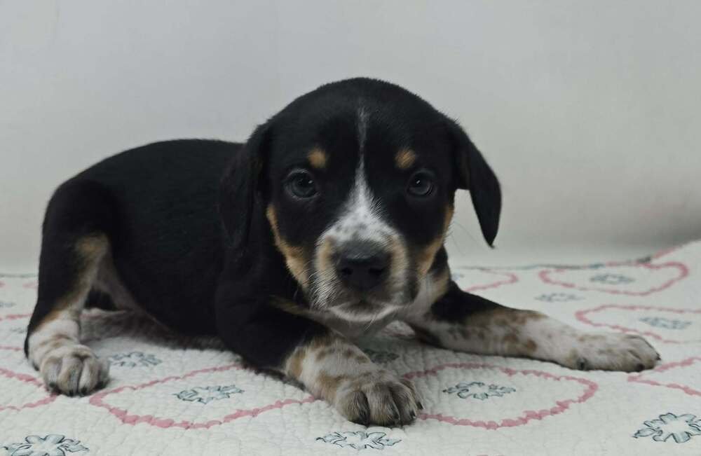 AXE (A-LITTER) - Australian Shepherd available for adoption