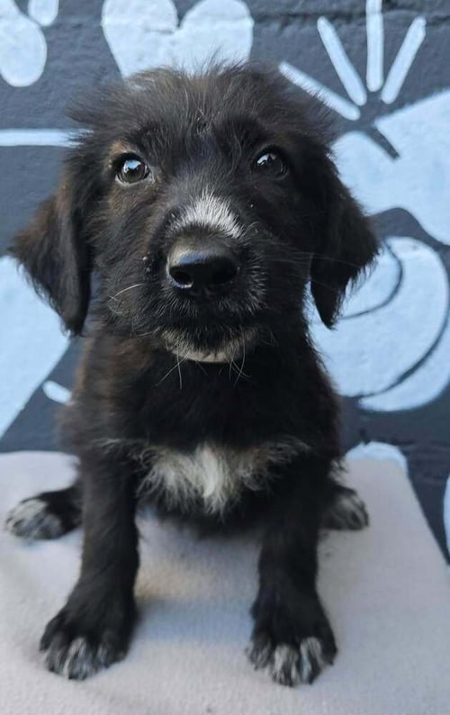 BAKER (B SQUAD) - Labrador Retriever available for adoption