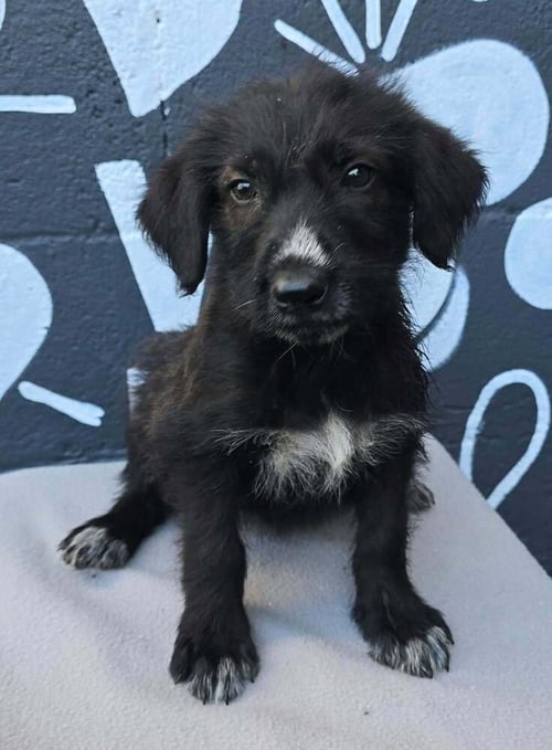 BAKER (B SQUAD) - Labrador Retriever available for adoption