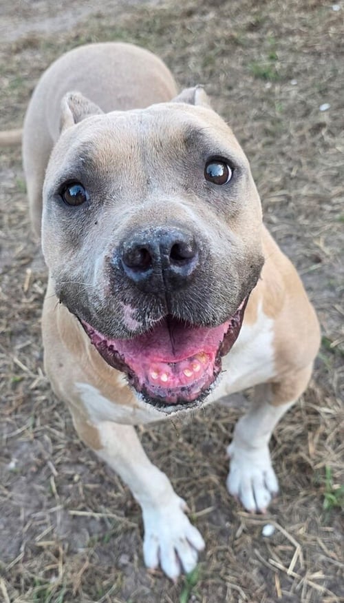 HOPE (SC) - American Staffordshire Terrier / Staffordshire Bull Terrier available for adoption