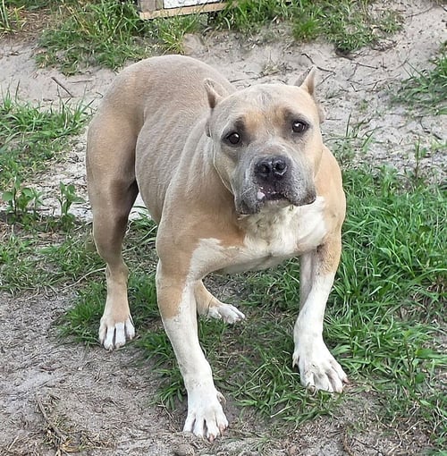HOPE (SC) - American Staffordshire Terrier / Staffordshire Bull Terrier available for adoption
