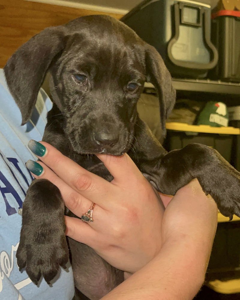 GLIMMER (WINTER WONDERLAND LITTER) - Labrador Retriever / Hound available for adoption
