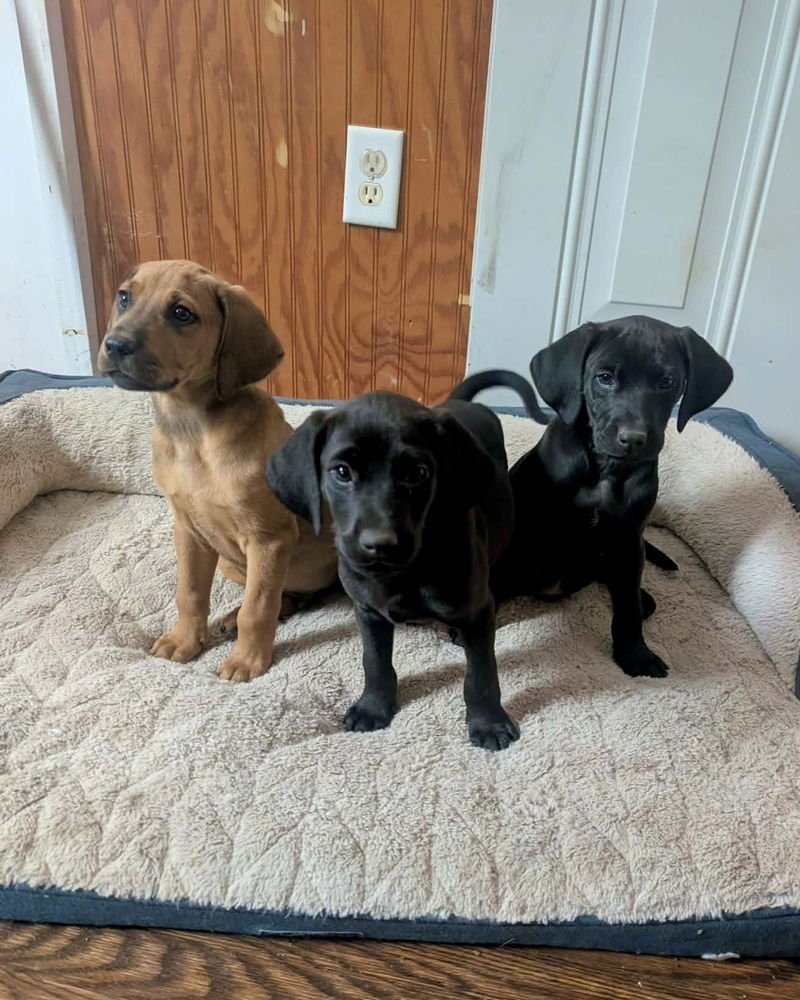 GLIMMER (WINTER WONDERLAND LITTER) - Labrador Retriever / Hound available for adoption
