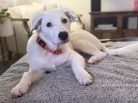 Daphne (D Pups) - Photo 3