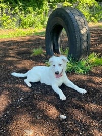 Daphne (D Pups) - Photo 4