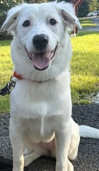 Daphne (D Pups) - Photo 1