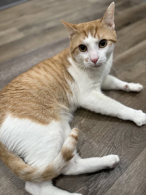ZIGGY - Domestic Short Hair available for adoption
