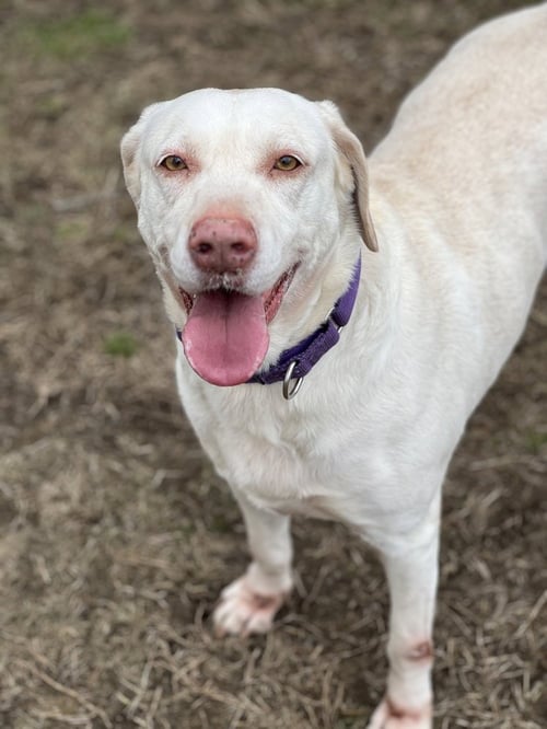 LUCKY 1 AKA ÂLUCKY DUCKÂ - Labrador Retriever available for adoption