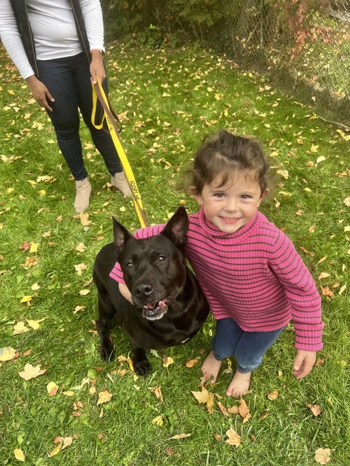 MILLIE - German Shepherd Dog / Labrador Retriever available for adoption