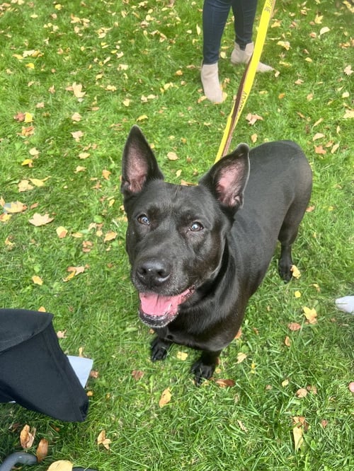 MILLIE - German Shepherd Dog / Labrador Retriever available for adoption
