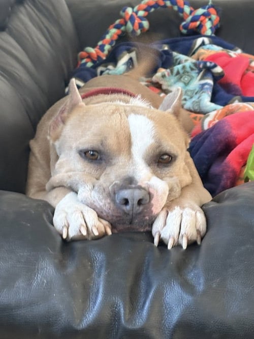 ELIANA - American Pit Bull Terrier available for adoption