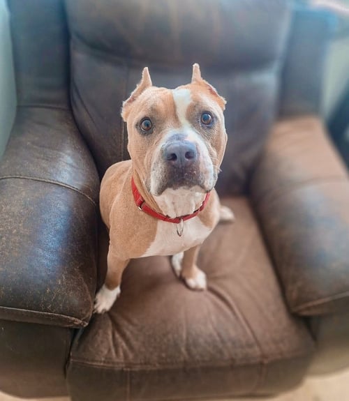 ELIANA - American Pit Bull Terrier available for adoption