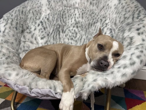 ELIANA - American Pit Bull Terrier available for adoption