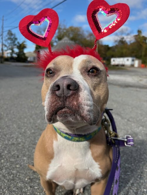 AC - ELIANA - American Pit Bull Terrier available for adoption