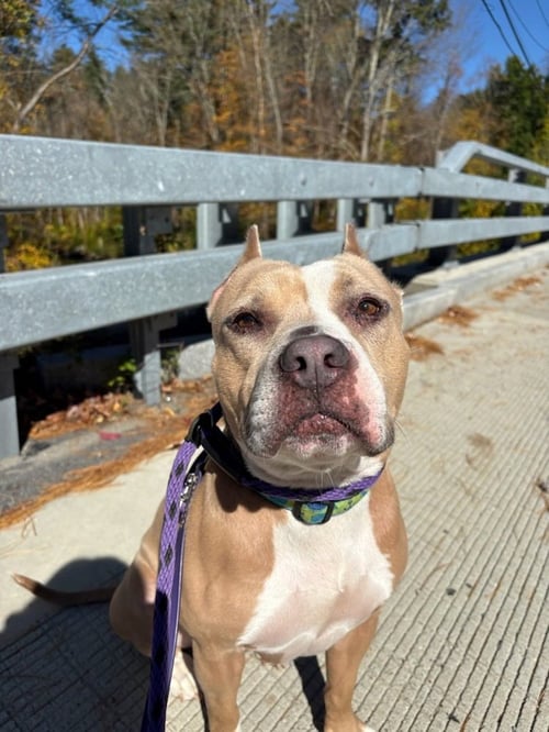 AC - ELIANA - American Pit Bull Terrier available for adoption