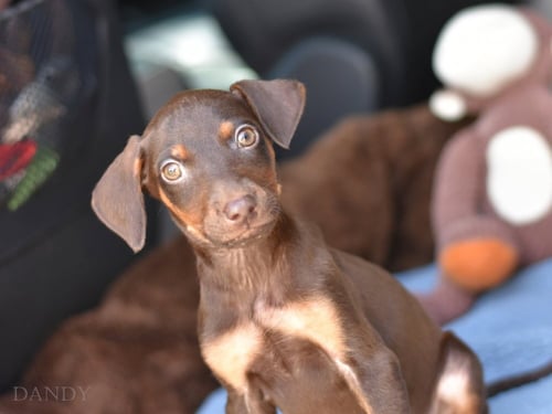 DANDY (BRIAR'S LITTER) - Doberman Pinscher available for adoption