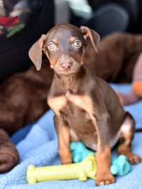 Dandy (Briar's Litter) - Photo 2