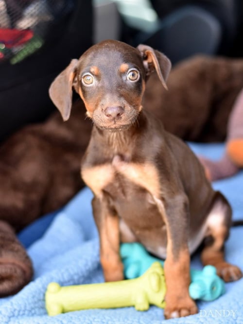 DANDY (BRIAR'S LITTER) - Doberman Pinscher available for adoption