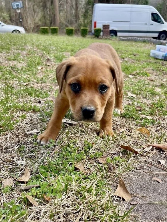 CLOVER (HONEYBEE LITTER) - Labrador Retriever / Hound available for adoption