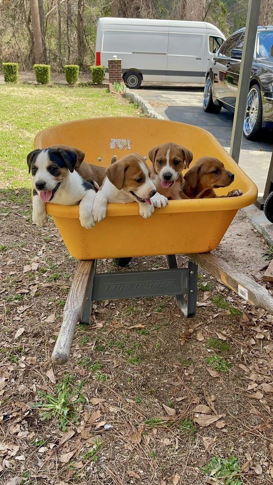 CLOVER (HONEYBEE LITTER) - Labrador Retriever / Hound available for adoption