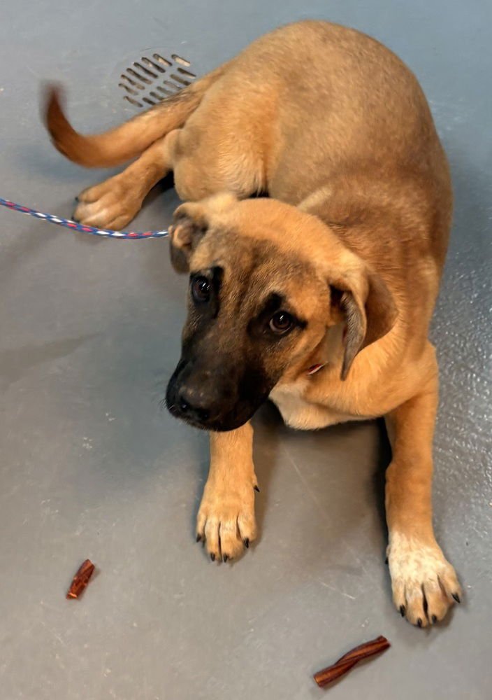 NALA (N TRIO) - German Shepherd Dog / Black Mouth Cur available for adoption