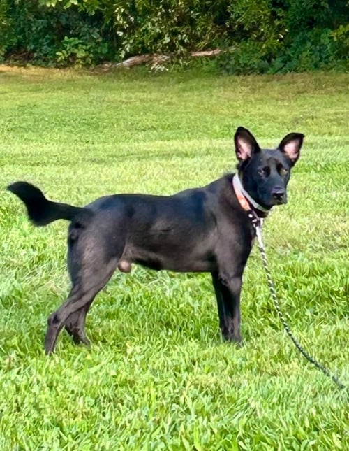 SUNSHINE - German Shepherd Dog available for adoption