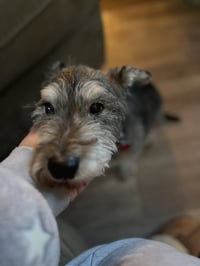 Oscar - Photo 4