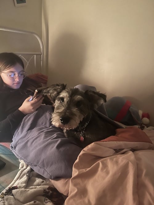 OSCAR - Schnauzer available for adoption