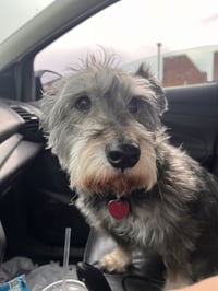 Oscar - Photo 1
