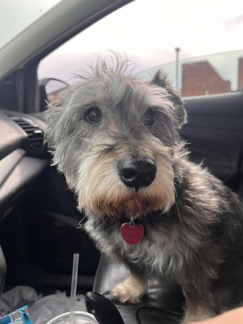 OSCAR - Schnauzer available for adoption