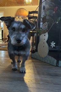 Oscar - Photo 3