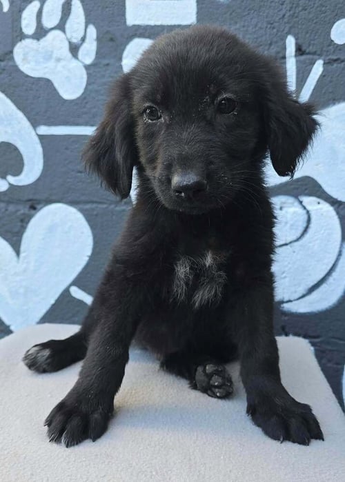 BOSTON (B SQUAD) - Labrador Retriever available for adoption