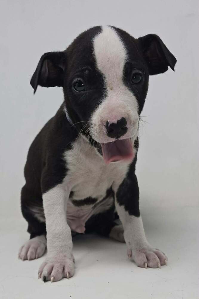 COZY (TN C-LITTER) - Labrador Retriever / Terrier available for adoption