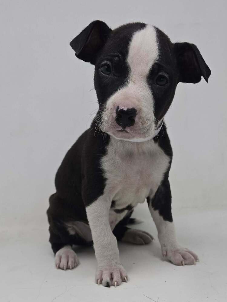 COZY (TN C-LITTER) - Labrador Retriever / Terrier available for adoption