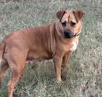 Gracie (TX) - Photo 4