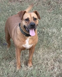 Gracie (TX) - Photo 1