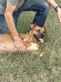 Gracie (TX) - Photo 3