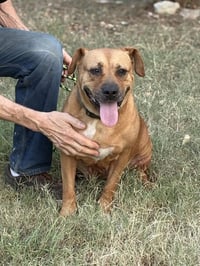 Gracie (TX) - Photo 2