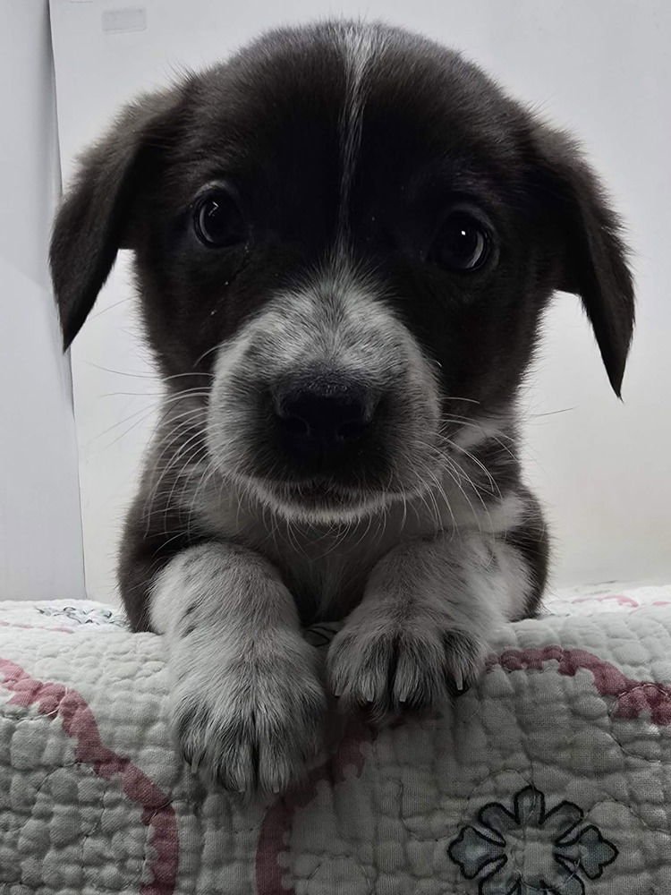 AYLA (A-LITTER) - Australian Shepherd available for adoption