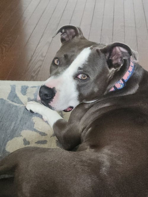 ANGELA - American Pit Bull Terrier / American Pit Bull Terrier available for adoption
