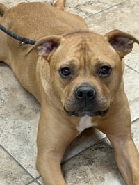 Brady - Photo 4