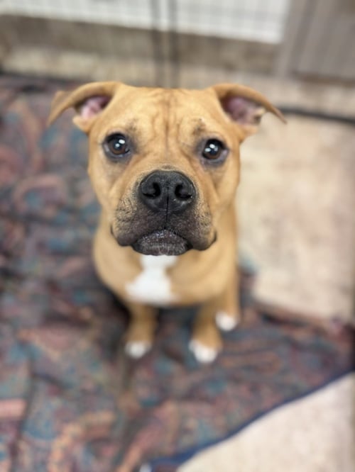 BRADY - Boxer / American Pit Bull Terrier available for adoption