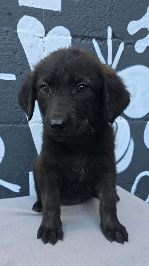 BOISE (B SQUAD) - Labrador Retriever available for adoption