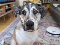 AC - Major aka Ruger - Photo 3