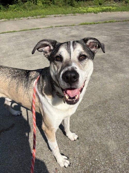 AC - MAJOR AKA RUGER - Shepherd available for adoption