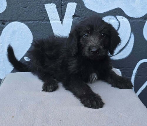 BERKELEY (B SQUAD) - Labrador Retriever available for adoption