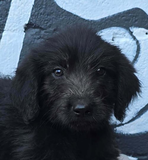 BERKELEY (B SQUAD) - Labrador Retriever available for adoption